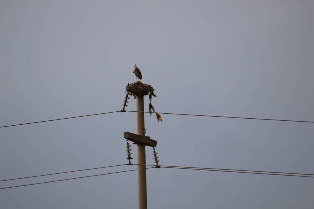 O kentte yüksek gerilim hattı direklerinde şoke eden görüntüler! 5 bin kilometre yoldan geldiler 12
